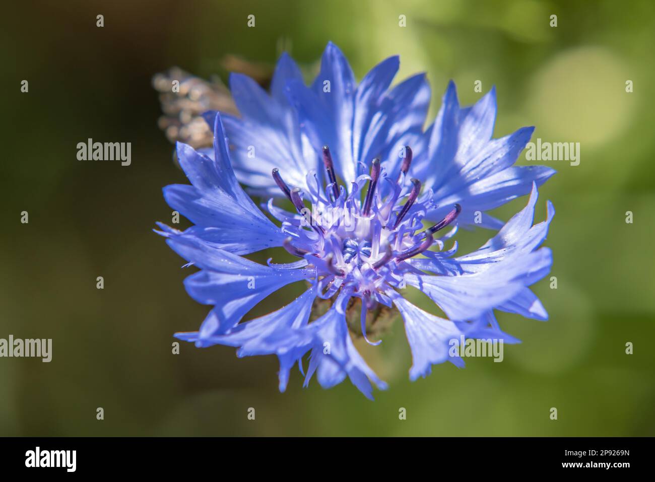 Blue mountain knapweed a perennial herbaceous plant Stock Photo