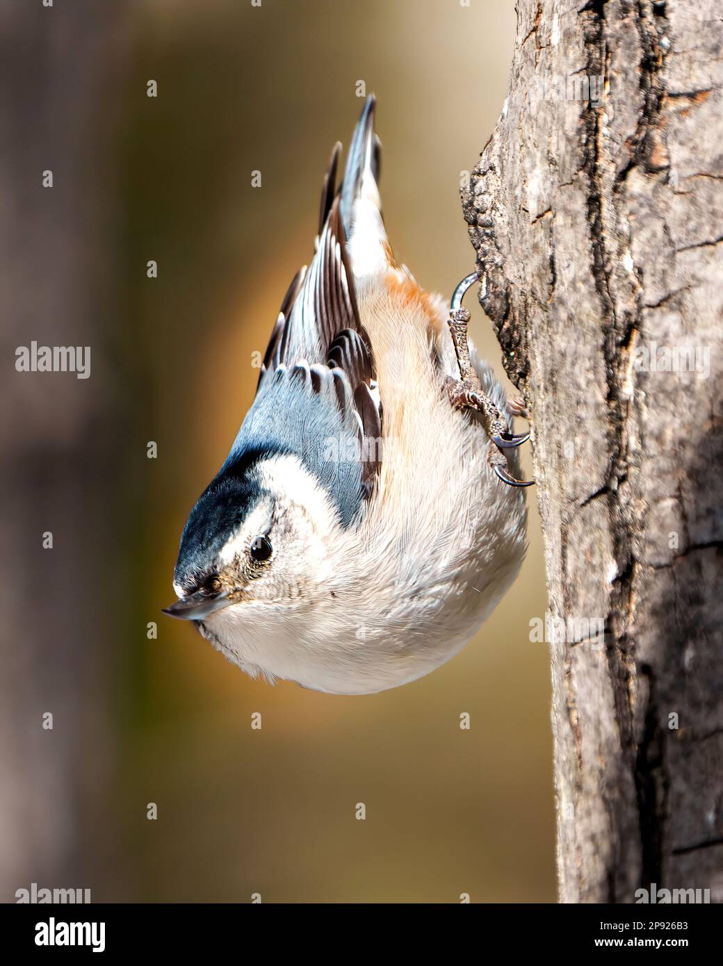 White-breasted Nuthatch perched on a tree trunk with a blur background in its environment and habitat surrounding.  Nuthatch Portrait looking down. Stock Photo