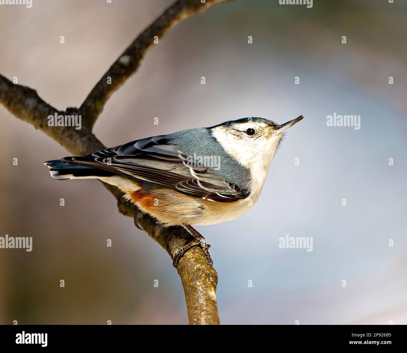 White-breasted Nuthatch side view perched on a tree branch with a blur background in its environment and habitat surrounding. Nuthatch Portrait. Stock Photo