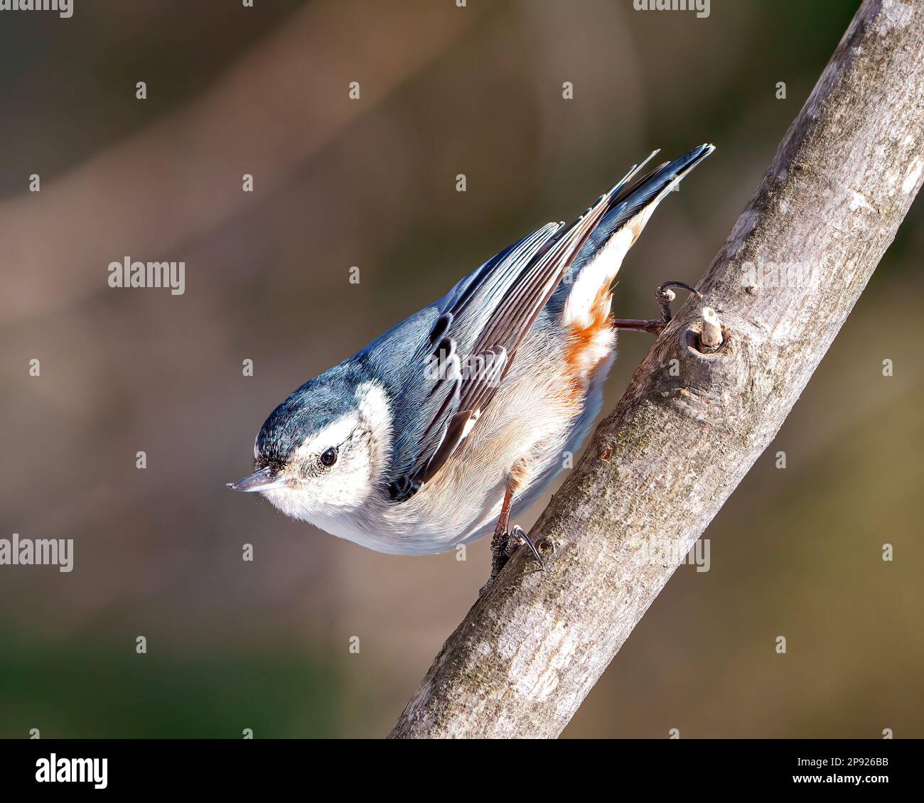 White-breasted Nuthatch perched on a tree branch with a blur background in its environment and habitat surrounding. Nuthatch Portrait. Stock Photo