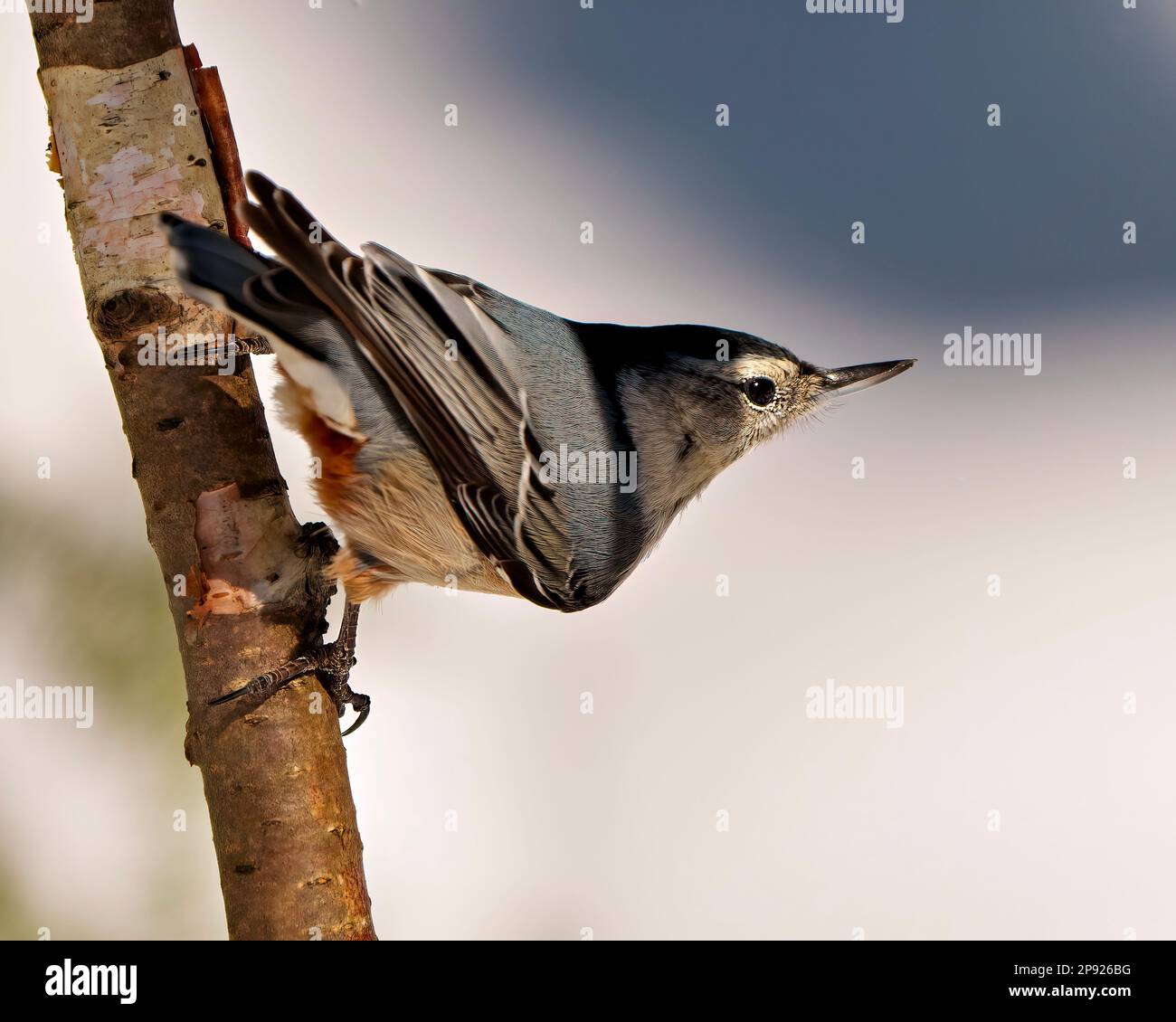 White-breasted Nuthatch perched on a tree branch with a blur background in its environment and habitat surrounding. Nuthatch Portrait. Stock Photo