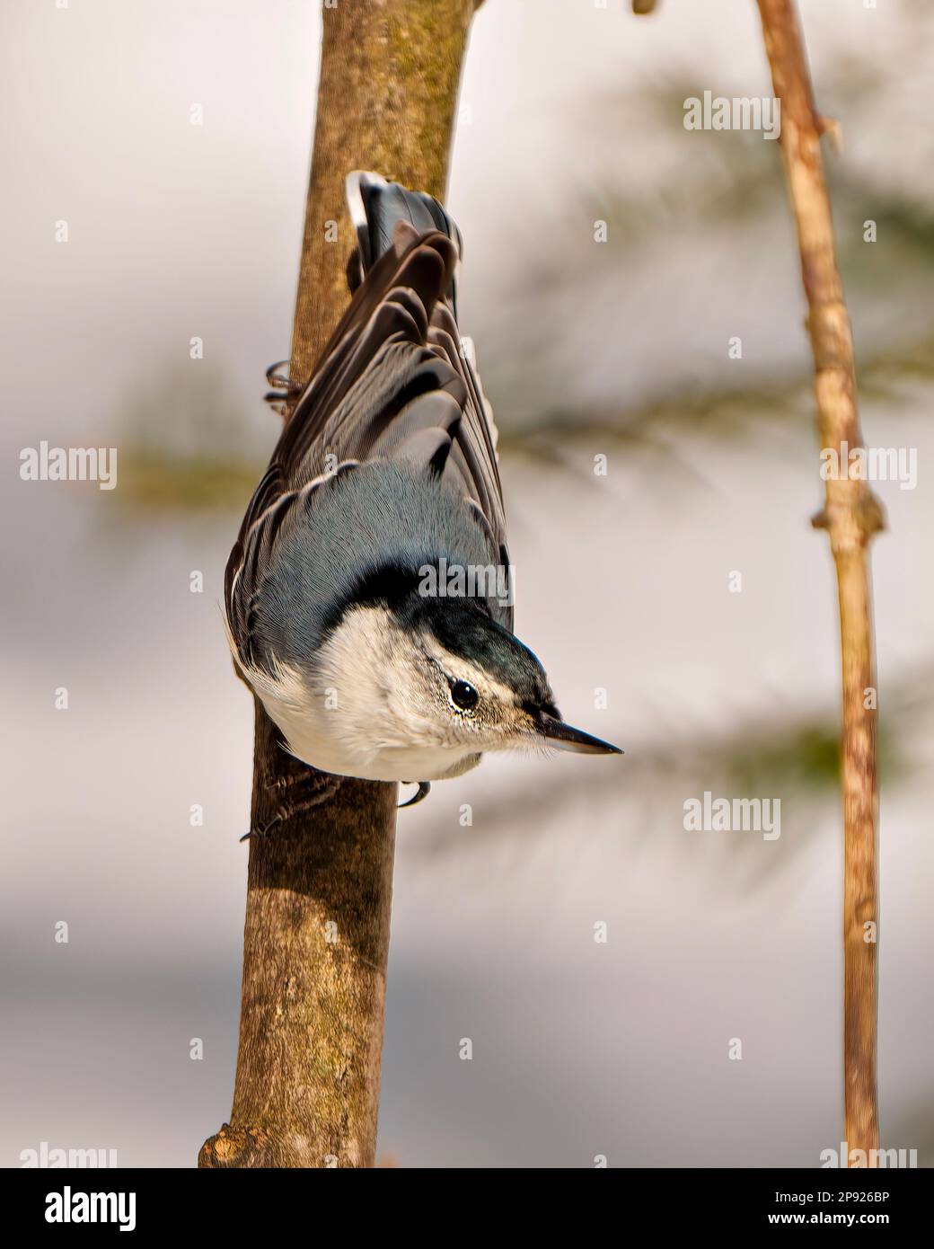 White-breasted Nuthatch rear view clinging on a tree branch looking down in its environment and habitat surrounding with a blur background. Nuthatch Stock Photo