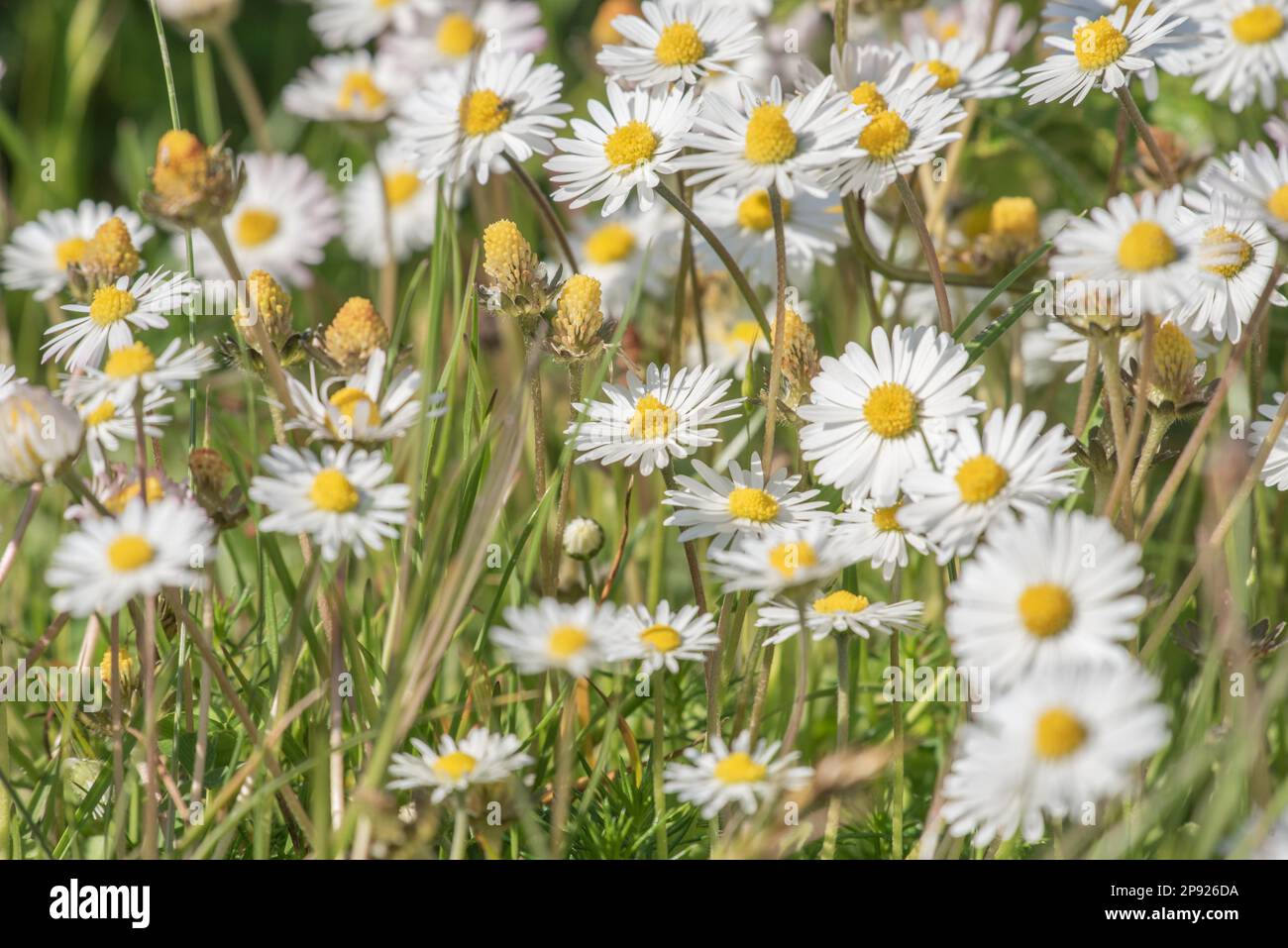 Daisies in the meadows Stock Photo