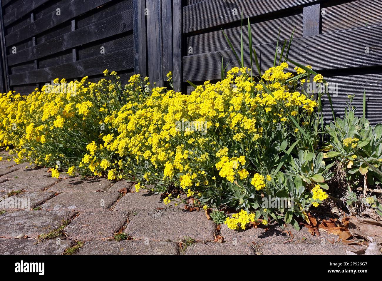 Basket of gold (Aurinia saxatilis), flowering plants, Weilerswist, North Rhine-Westphalia, Germany Stock Photo