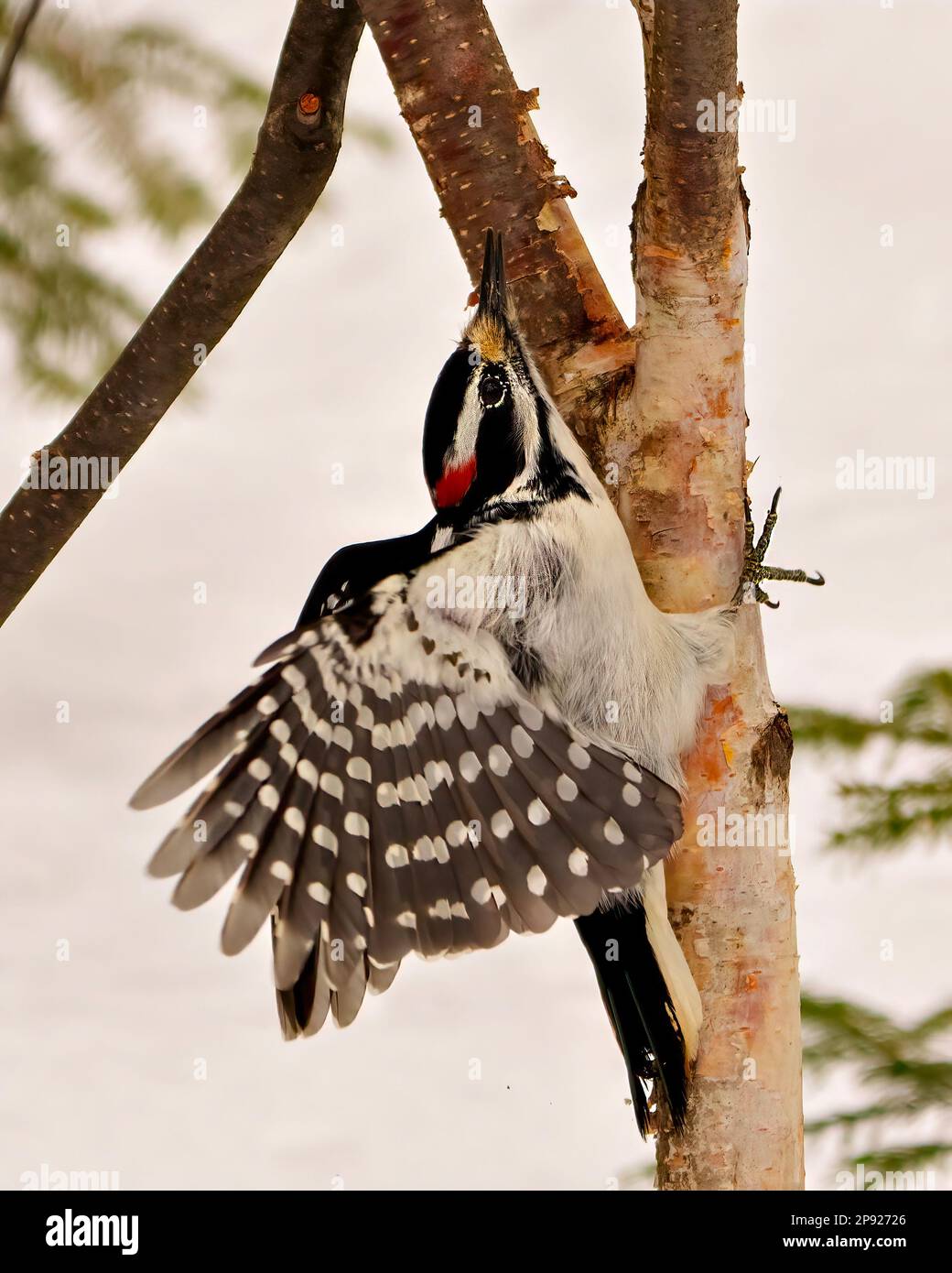 Woodpecker male close-up climbing a birch tree with open wings with a blur forest background in its environment and habitat surrounding. Flapping wing Stock Photo