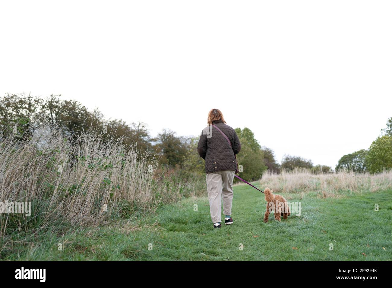Woman seen walking her pure bred Poodle dog on common land. Stock Photo