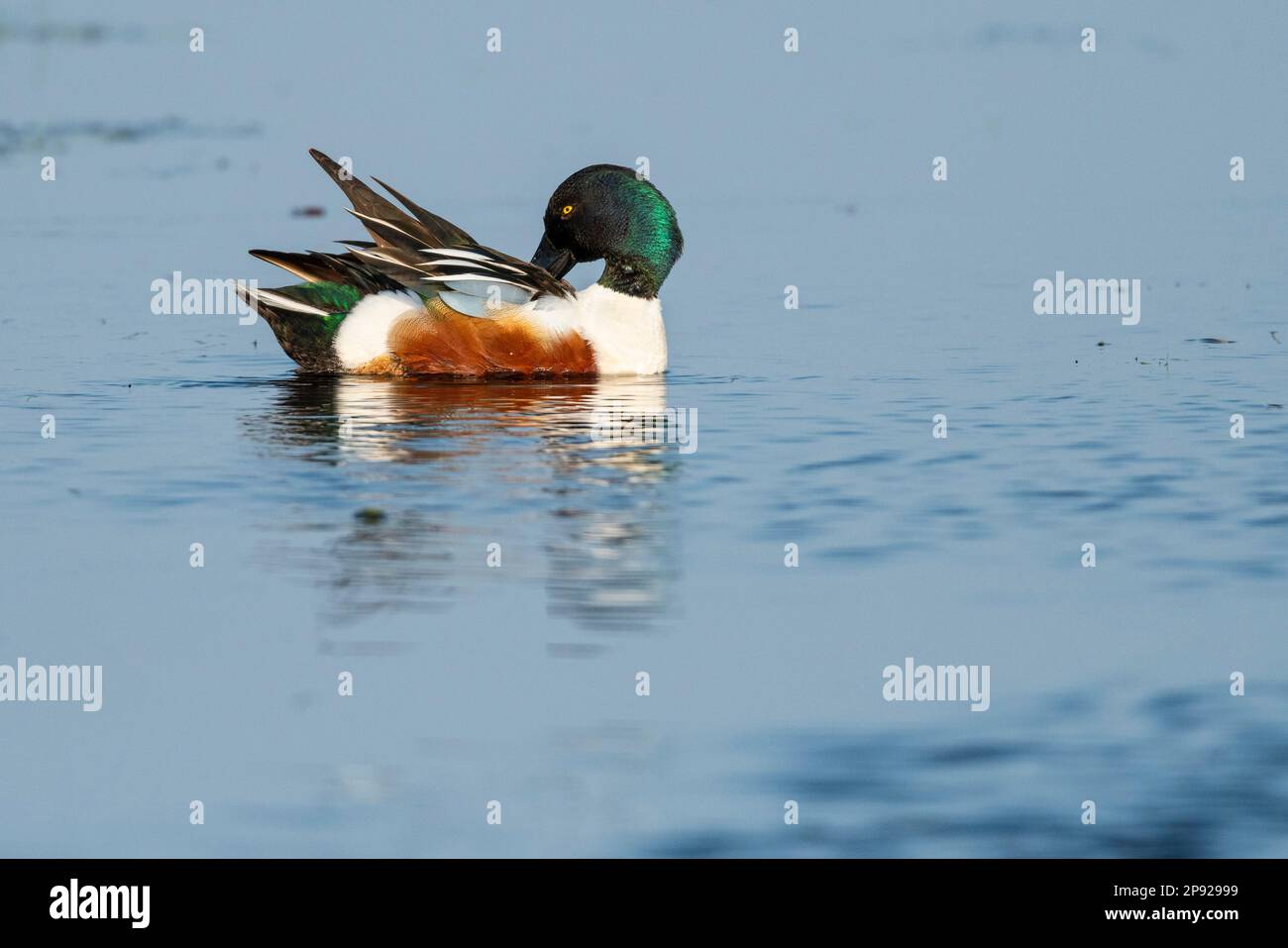 Northern shoveler (Spatula clypeata) (Syn.: Anas clypeata) at plumage care, Lake Duemmer, Ochsenmoor, Lower Saxony, Germany Stock Photo