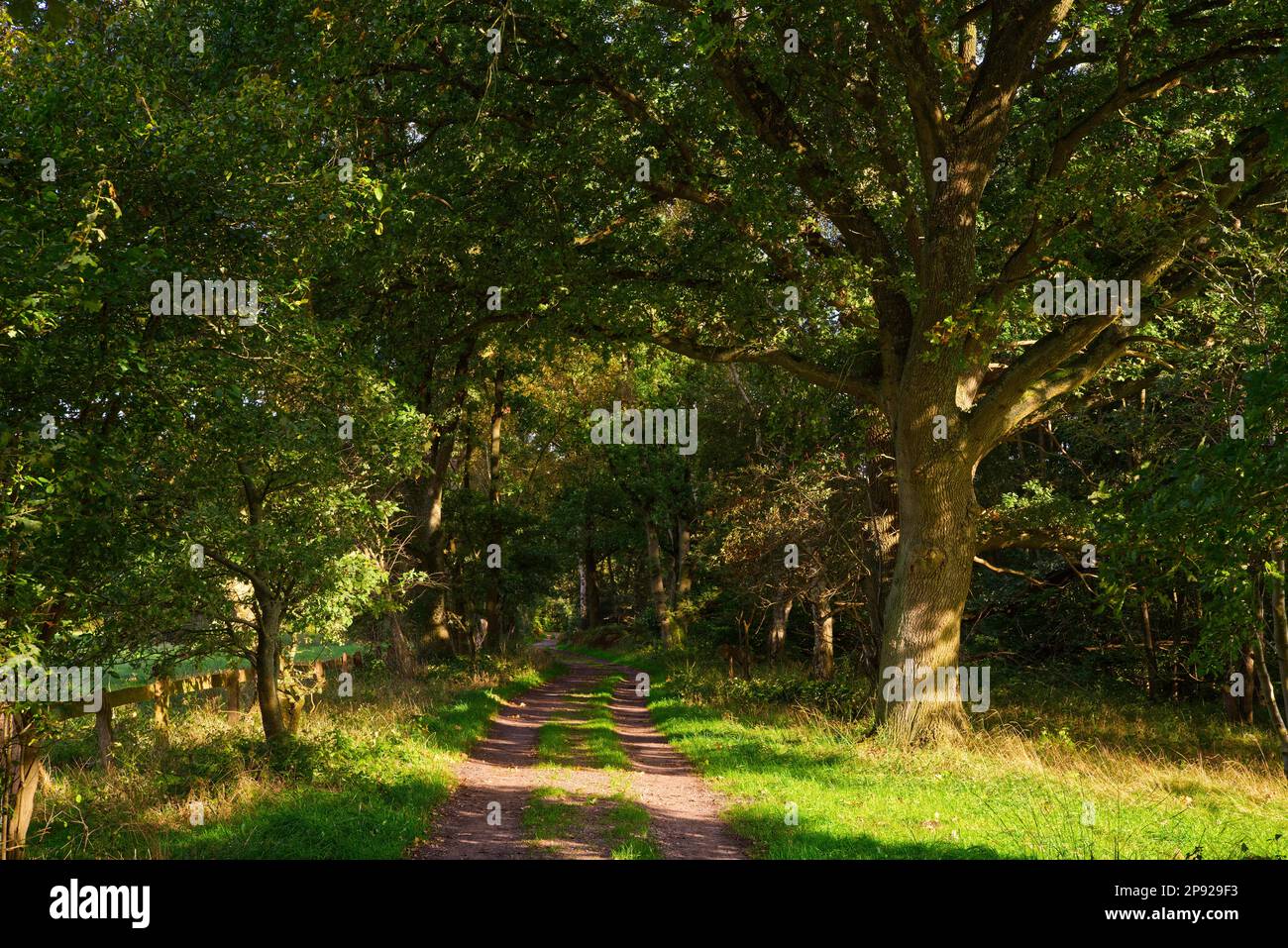 Forest path in the Duvenstedter Brook nature reserve, Wohldorf-Ohlstedt ...
