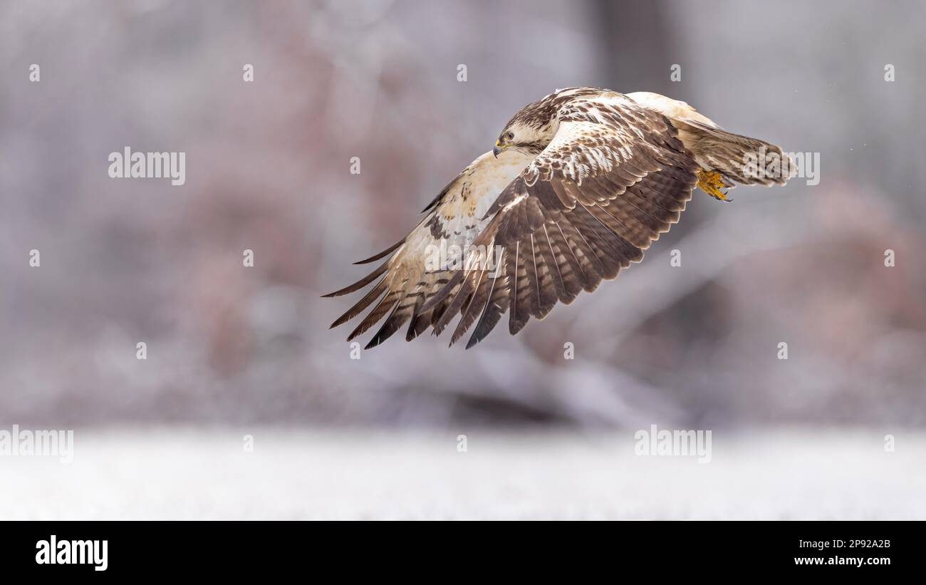Steppe biotope hi-res stock photography and images - Alamy
