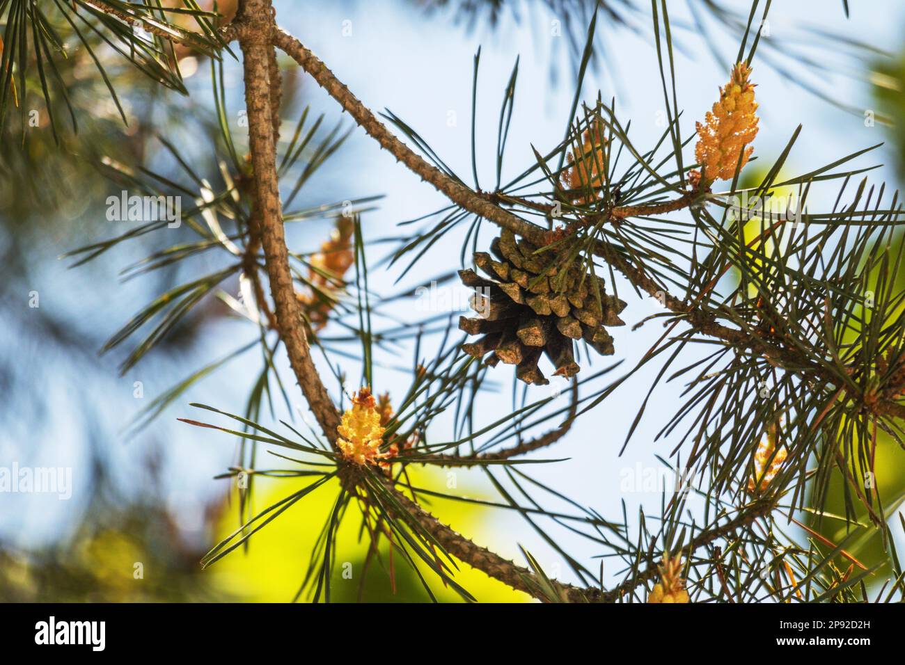 Pine tree branch with small cone and small flowers in it and blue sky background Stock Photo