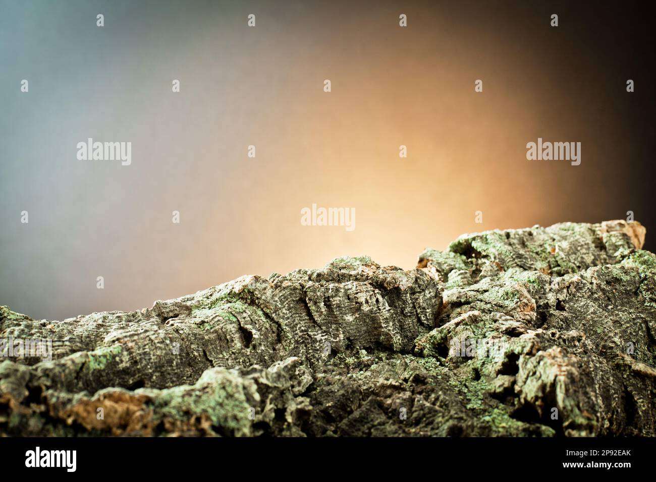 Detail bark piece section hi-res stock photography and images - Alamy