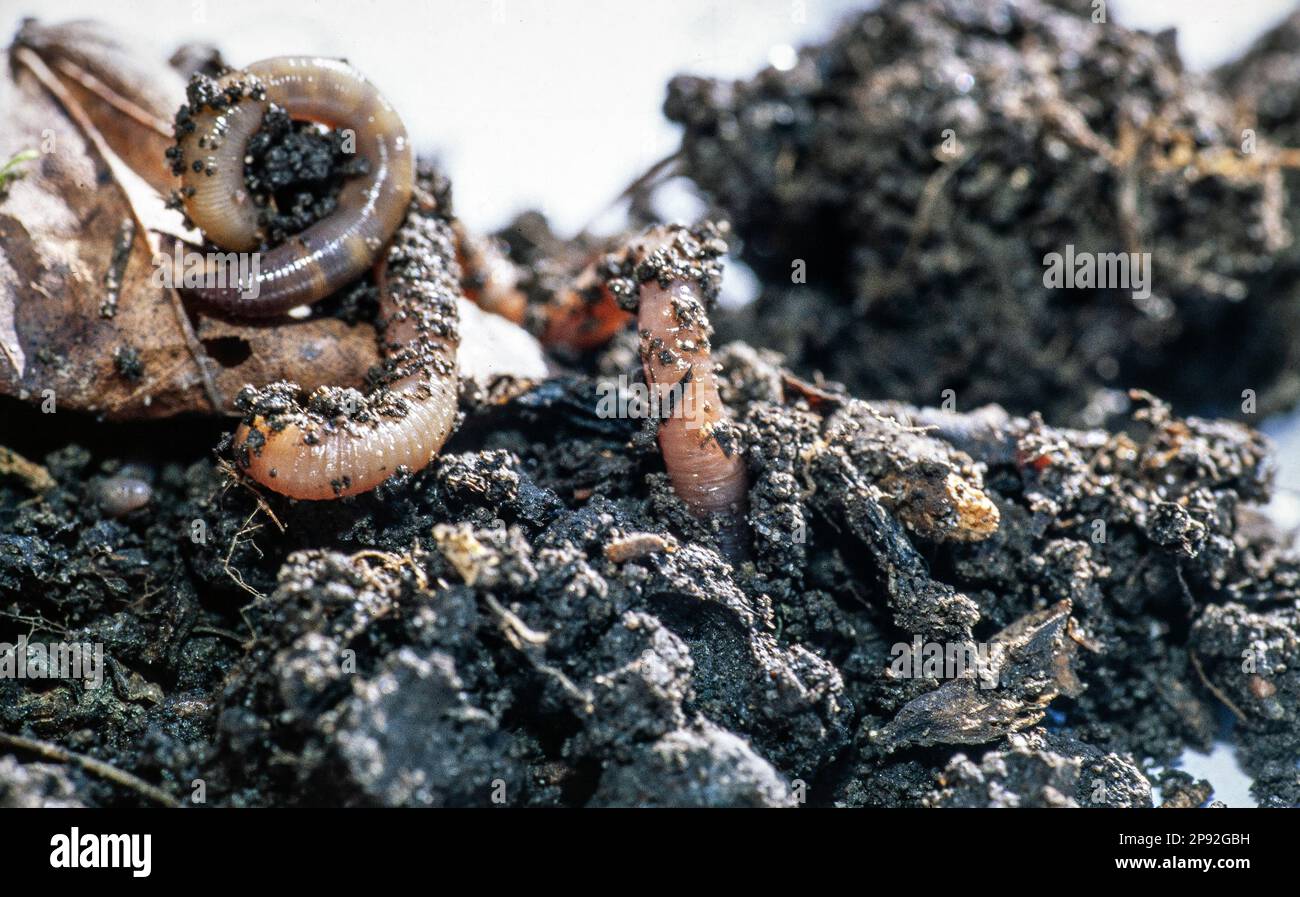 Earthworm crawling on soil in a compost pile. Stock Photo
