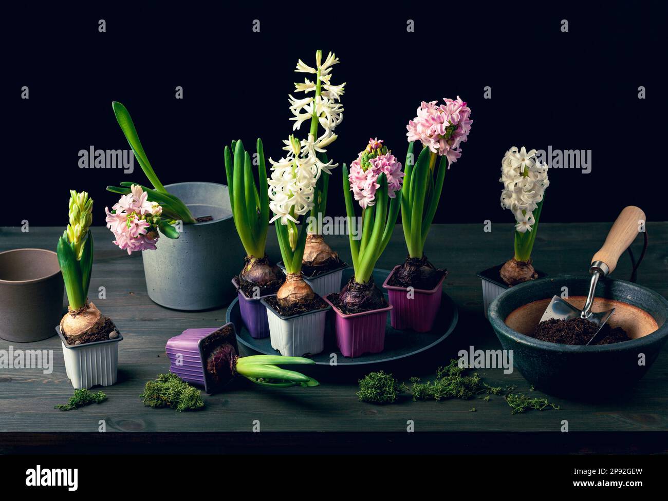 planting winter or spring flowers hyacinth on black background, gardening concept Stock Photo