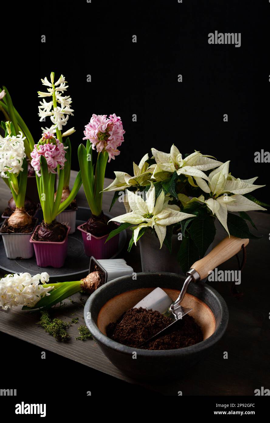 planting winter or spring flowers hyacinth on black background, gardening concept Stock Photo