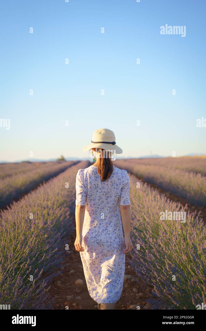 Young Chinese woman in white dress with a hat, walking in lavender field. Plateau de Valensole, Alpes-de-Haute-Provence, Provence-Alpes-Côte d'Azur, F Stock Photo