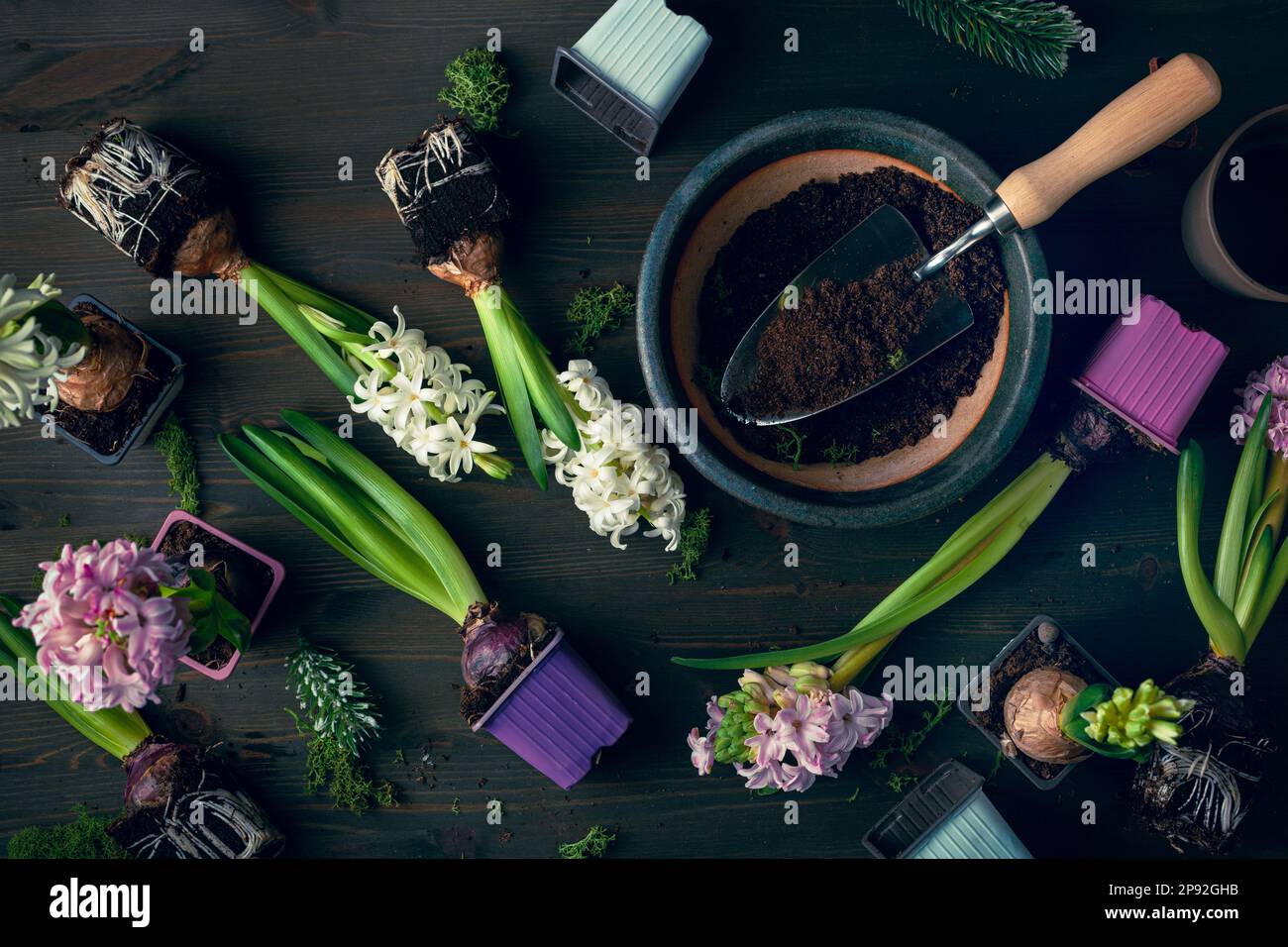 planting winter or spring flowers hyacinth on black background, gardening concept Stock Photo