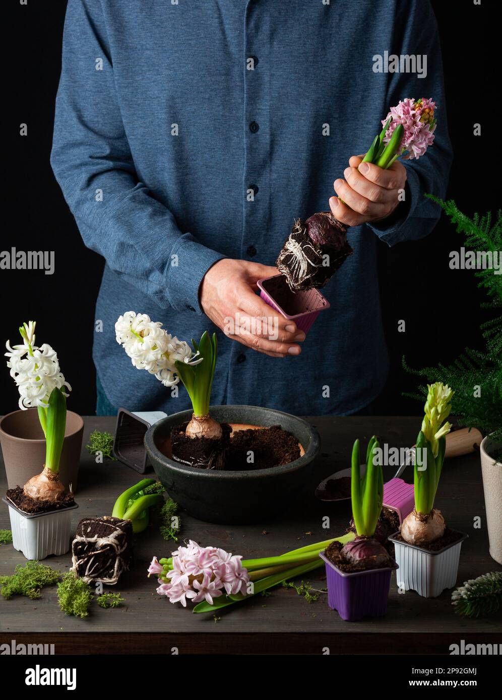 man gardener planting winter or spring flowers hyacinth on black background Stock Photo