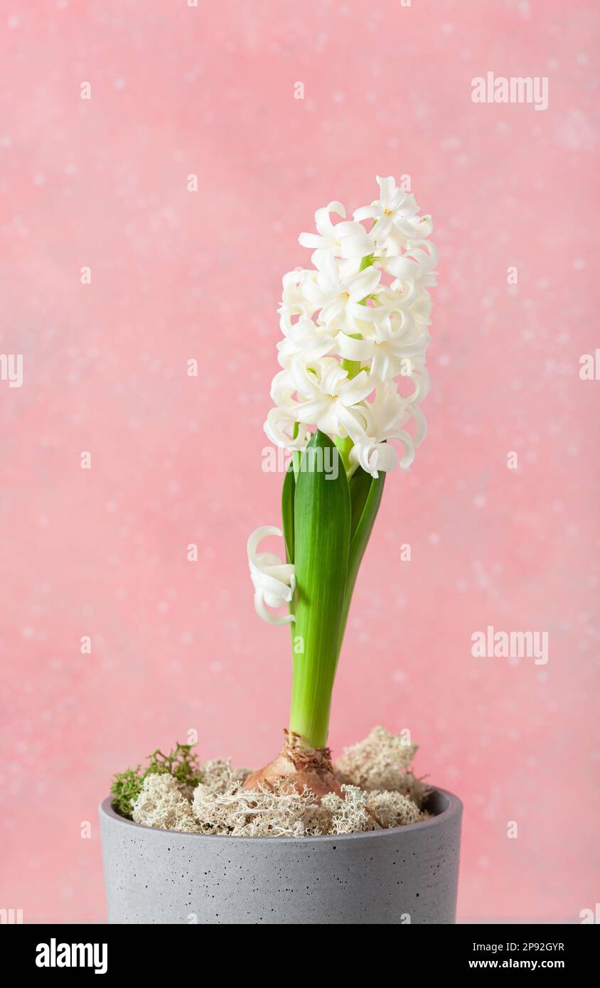 white hyacinth traditional winter christmas or spring flower on pink background Stock Photo