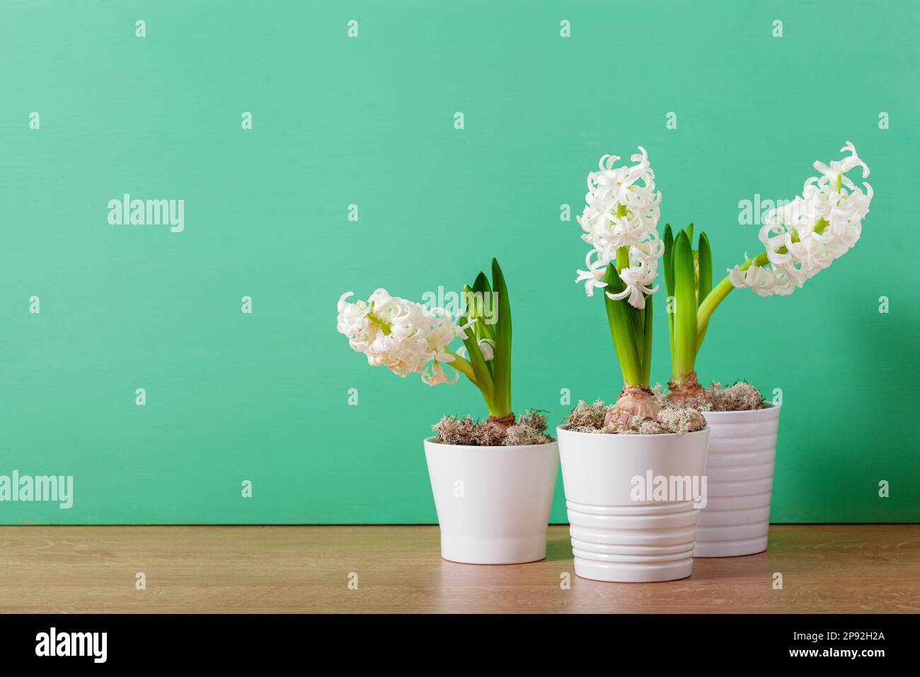 white hyacinth traditional winter christmas or spring flower Stock Photo