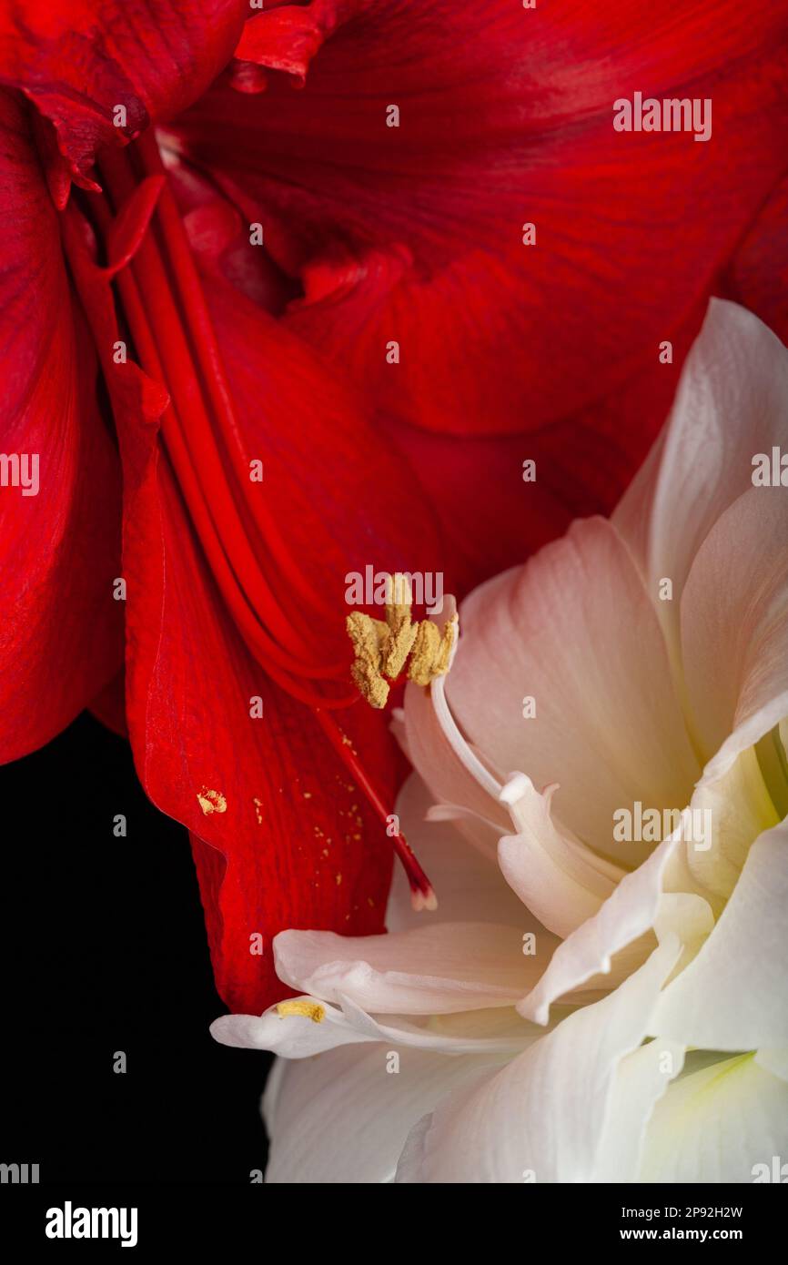 metaphor of love passion sex erotic couple, two amaryllis flowers touching each other Stock Photo