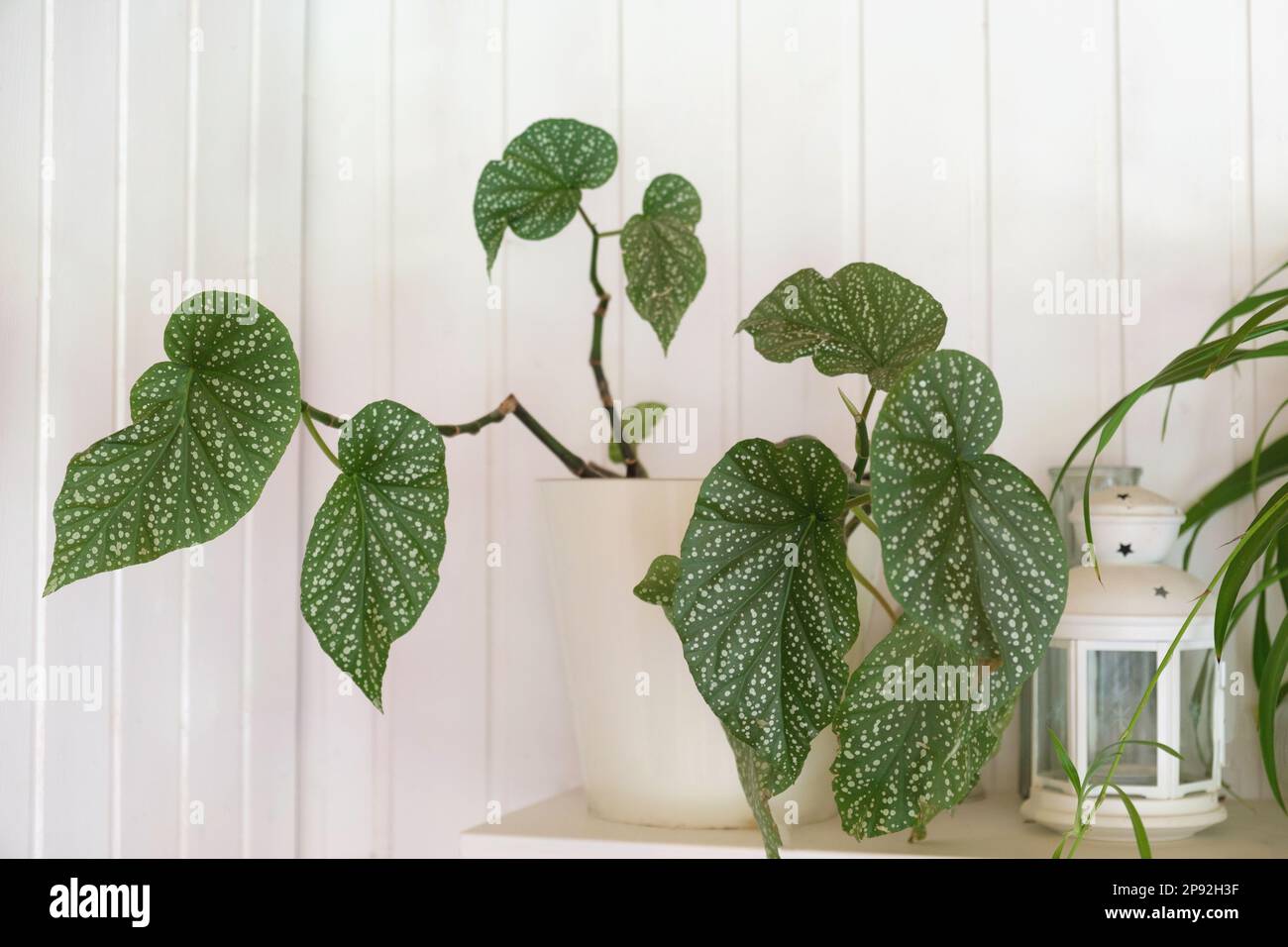 Dots begonia house plant leaves. Begonia Maculata in white pot on white wooden background. Cozy home with houseplants. Close-up on the polka-dot patte Stock Photo