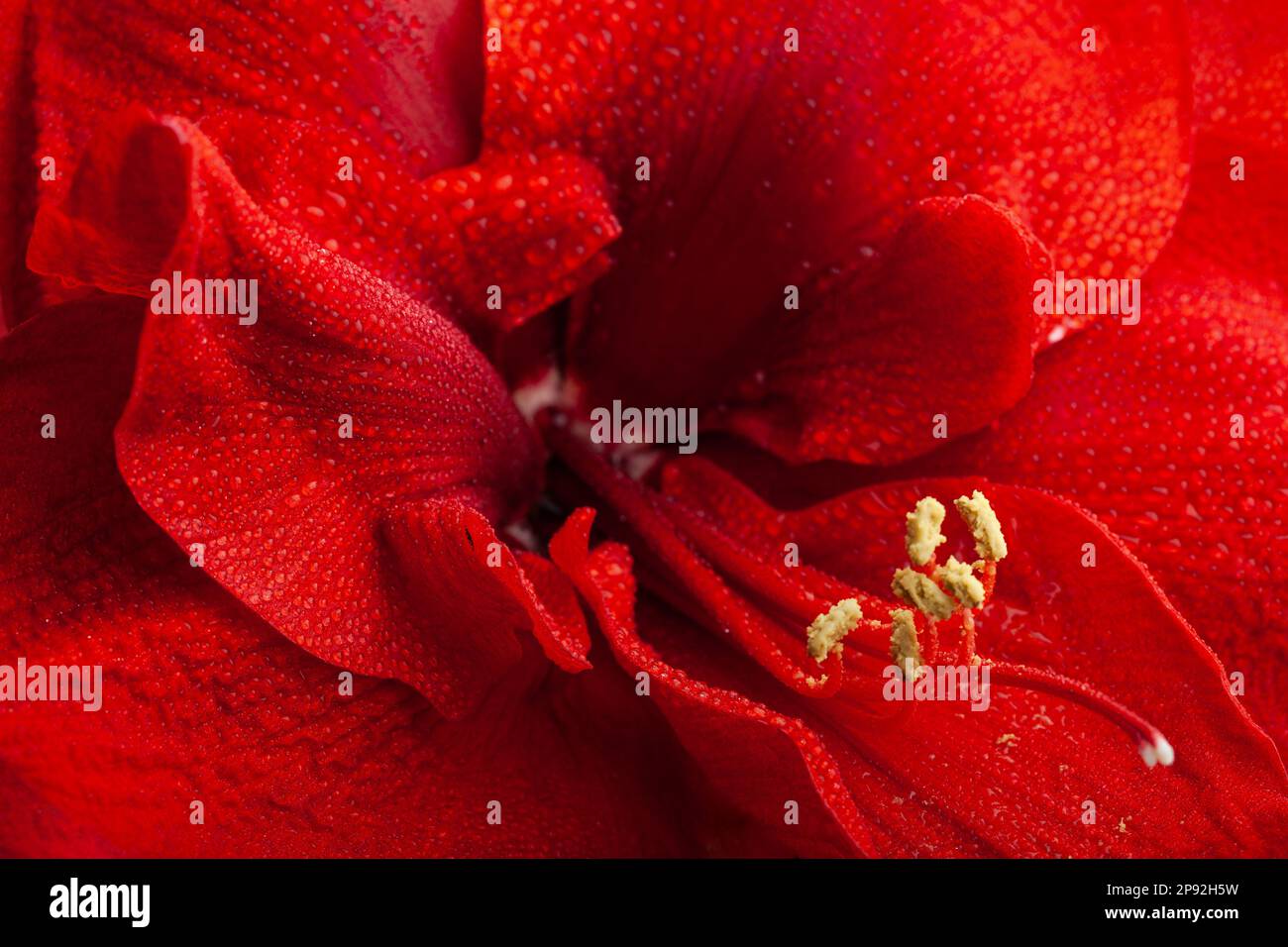 abstract close-up  nature texture red winter christmas flower amaryllis Merry Christmas Stock Photo