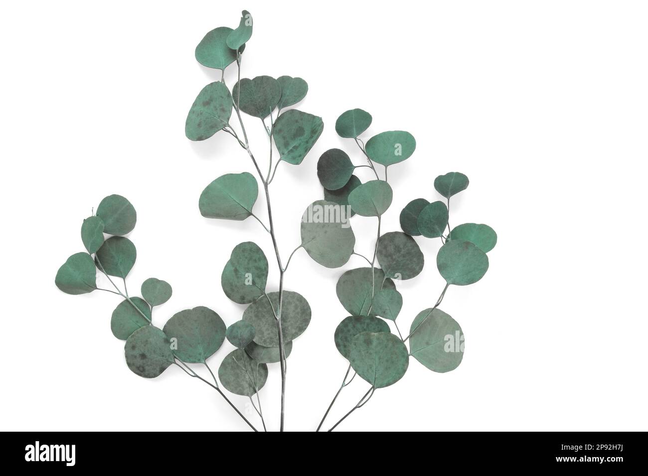 Eucalyptus branches on white background. Place for text. Green