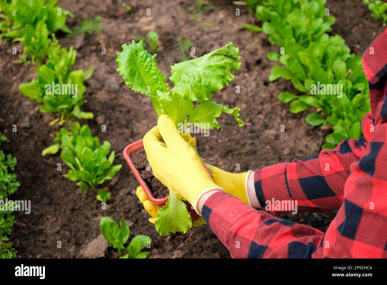 Farmer Harvesting Organic Salad Leaves in the the Greenhouse. Female