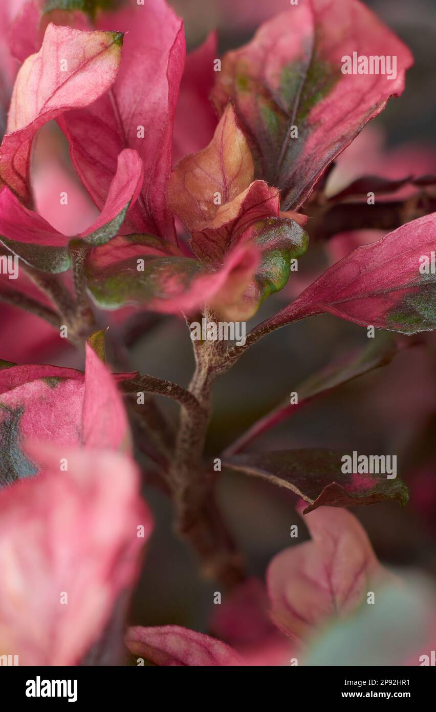 close-up macro view of vivid pink and green kutsarita or joseph's coat plant leaves, selective focus in vertical orientation Stock Photo