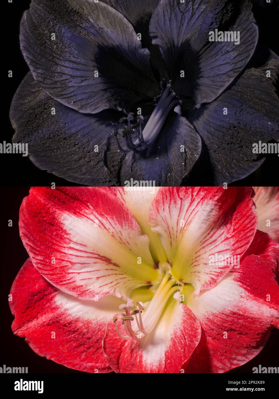 Colourful red Hippeastrum at the base of the stamen the nectaries not show up, viewed under UV light show darker as guide to insects for pollination Stock Photo