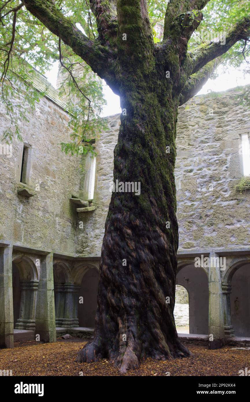 yew tree in cloister courtyard of the ruins of Muckross Abbey, Killarney National Park co Kerry EIRE Stock Photo