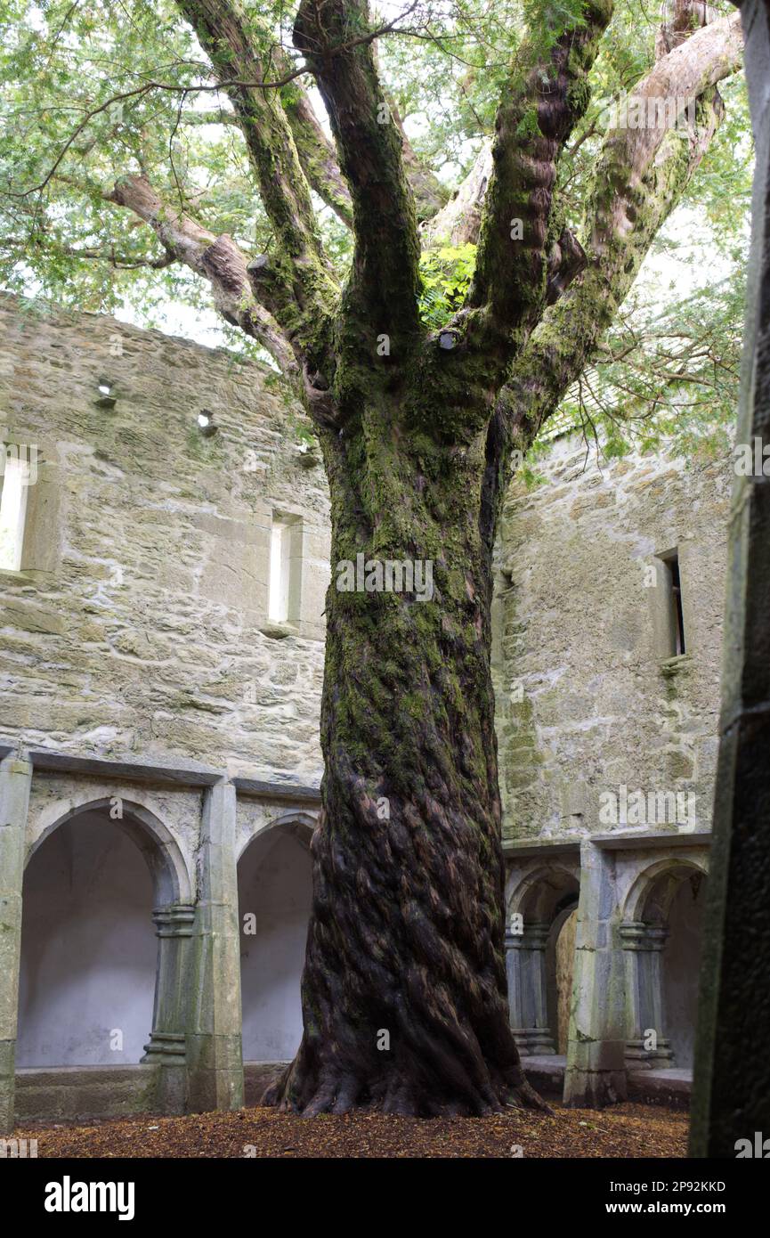 yew tree in cloister courtyard of the ruins of Muckross Abbey, Killarney National Park co Kerry EIRE Stock Photo