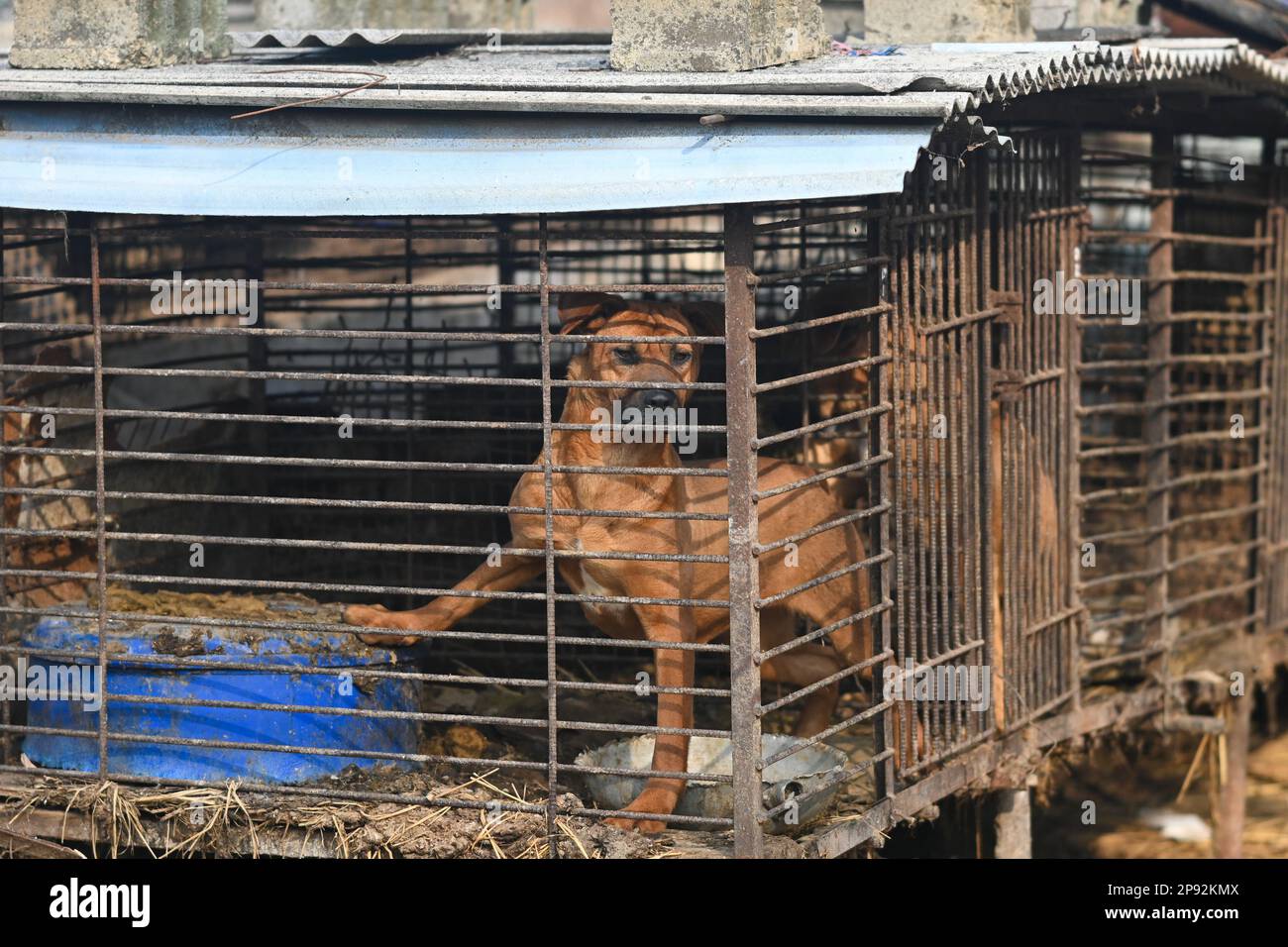 Asan, South Korea. 08th Mar, 2023. A dog is shown locked in a cage at a dog meat farm in Asan, South Korea, on Tuesday, March 7, 2023. The farm is closing as the dog meat trade continues to decline amid changing social attitudes and health concerns. Photo by Thomas Maresca/UPI Credit: UPI/Alamy Live News Stock Photo