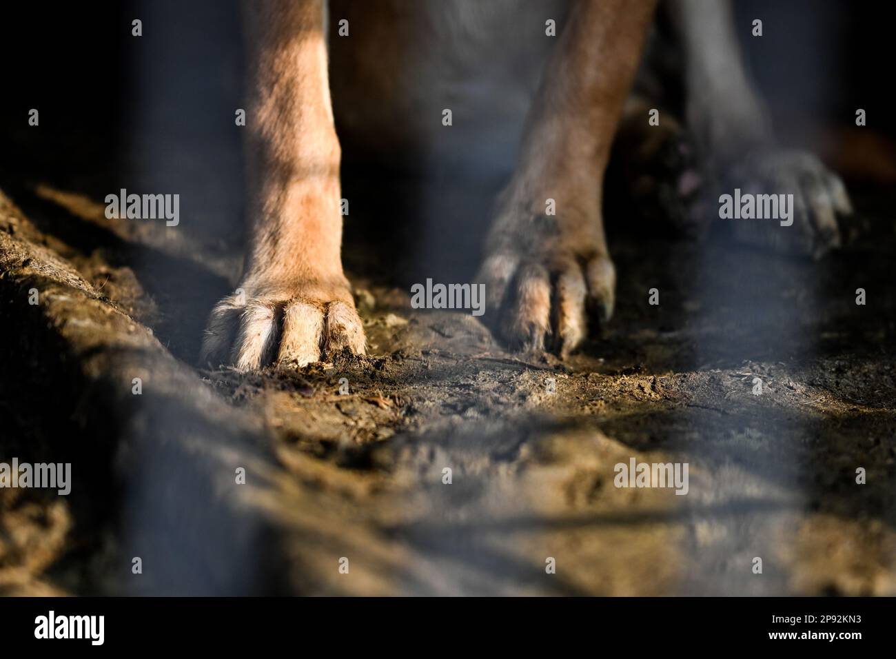 Asan, South Korea. 08th Mar, 2023. A dog's paws are seen in a filthy cage at a dog meat farm in Asan, South Korea, on Tuesday, March 7, 2023. The farm is closing as the dog meat trade continues to decline amid changing social attitudes and health concerns. Photo by Thomas Maresca/UPI Credit: UPI/Alamy Live News Stock Photo
