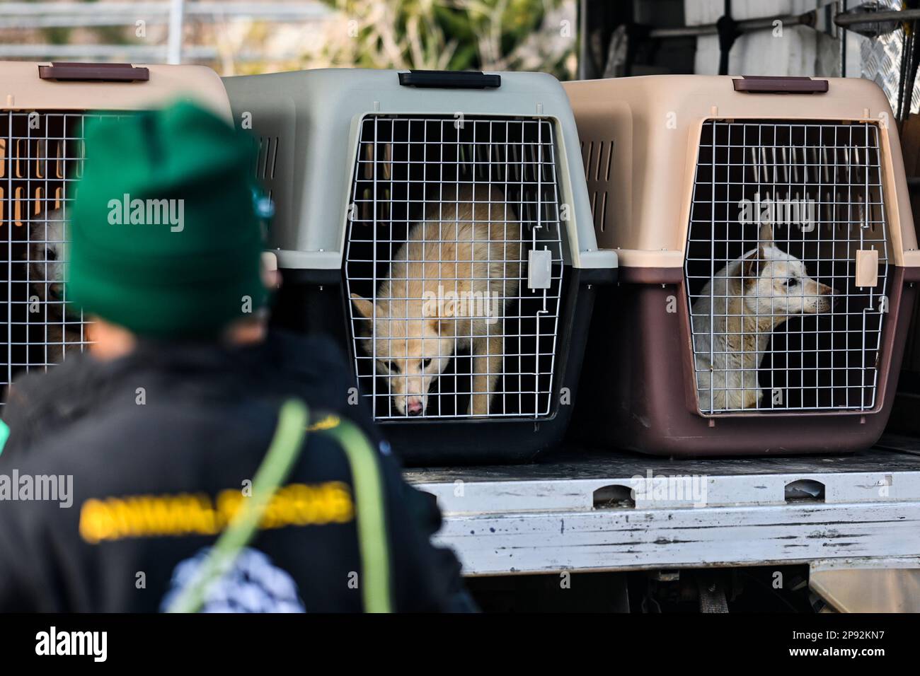 Asan, South Korea. 08th Mar, 2023. Dogs are seen in crates with rescue workers from Humane Society International at a dog meat farm in Asan, South Korea, on Tuesday, March 7, 2023. The farm is closing as the dog meat trade continues to decline amid changing social attitudes and health concerns. Photo by Thomas Maresca/UPI Credit: UPI/Alamy Live News Stock Photo