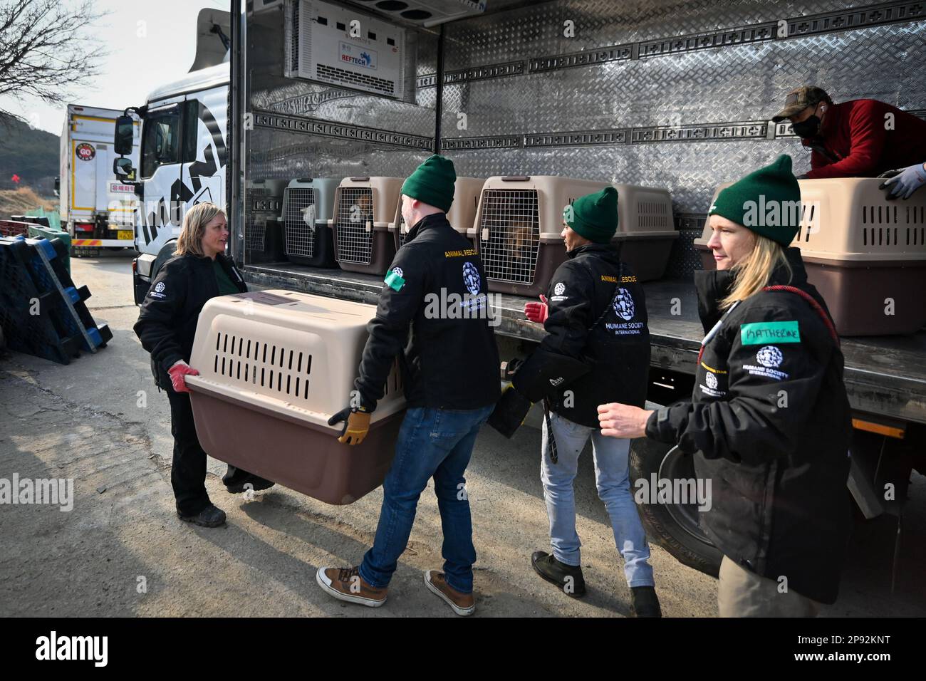 Asan, South Korea. 08th Mar, 2023. Rescue workers from Humane Society International carry dogs in crates at a dog meat farm in Asan, South Korea, on Tuesday, March 7, 2023. The farm is closing as the dog meat trade continues to decline amid changing social attitudes and health concerns. Photo by Thomas Maresca/UPI Credit: UPI/Alamy Live News Stock Photo