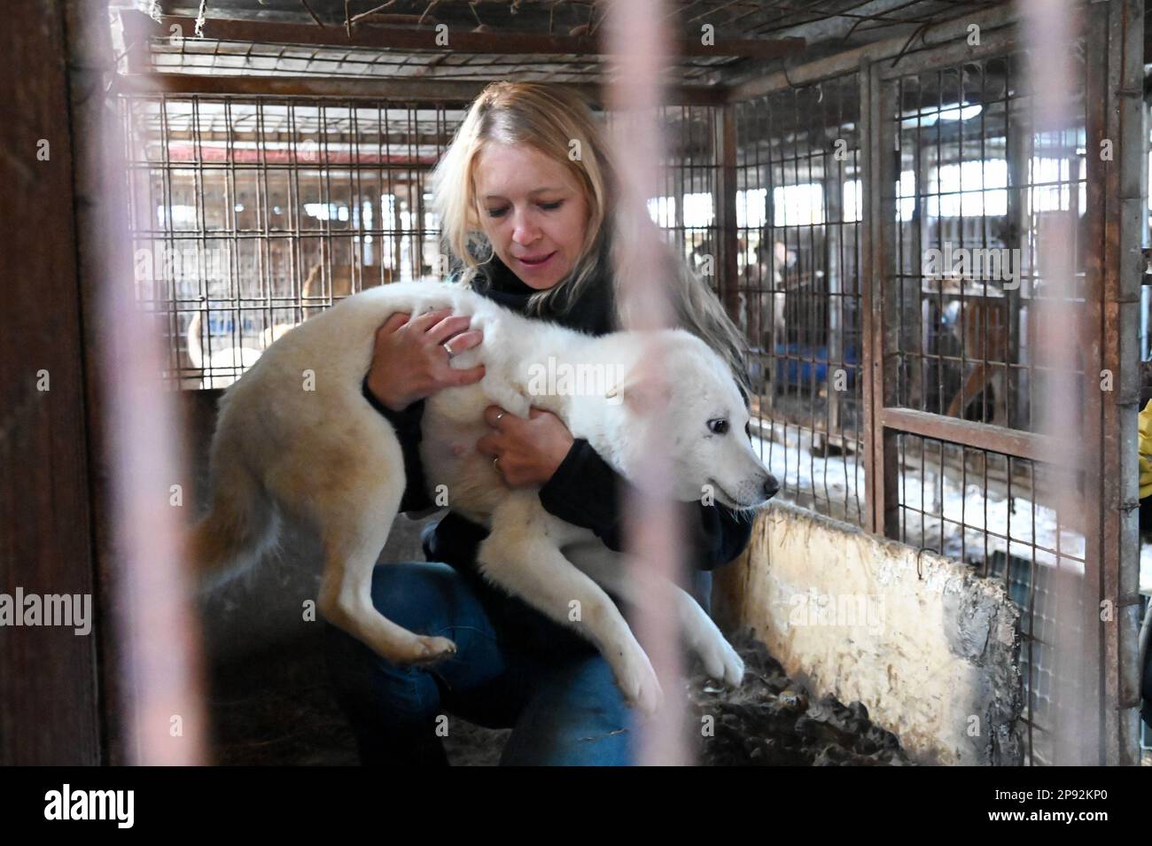 Asan, South Korea. 08th Mar, 2023. Lola Webber of Humane Society International carries a dog out of a cage at a dog meat farm in Asan, South Korea, on Tuesday, March 7, 2023. The farm is closing as the dog meat trade continues to decline amid changing social attitudes and health concerns. Photo by Thomas Maresca/UPI Credit: UPI/Alamy Live News Stock Photo