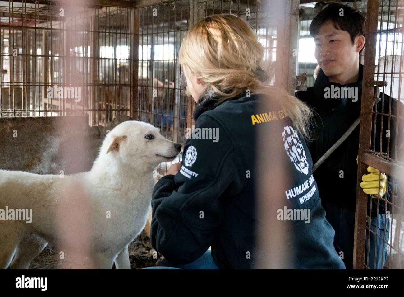 Asan, South Korea. 08th Mar, 2023. Sangkyung Lee and Lola Webber of Humane Society International rescue a dog from a cage at a dog meat farm in Asan, South Korea, on Tuesday, March 7, 2023. The farm is closing as the dog meat trade continues to decline amid changing social attitudes and health concerns. Photo by Thomas Maresca/UPI Credit: UPI/Alamy Live News Stock Photo
