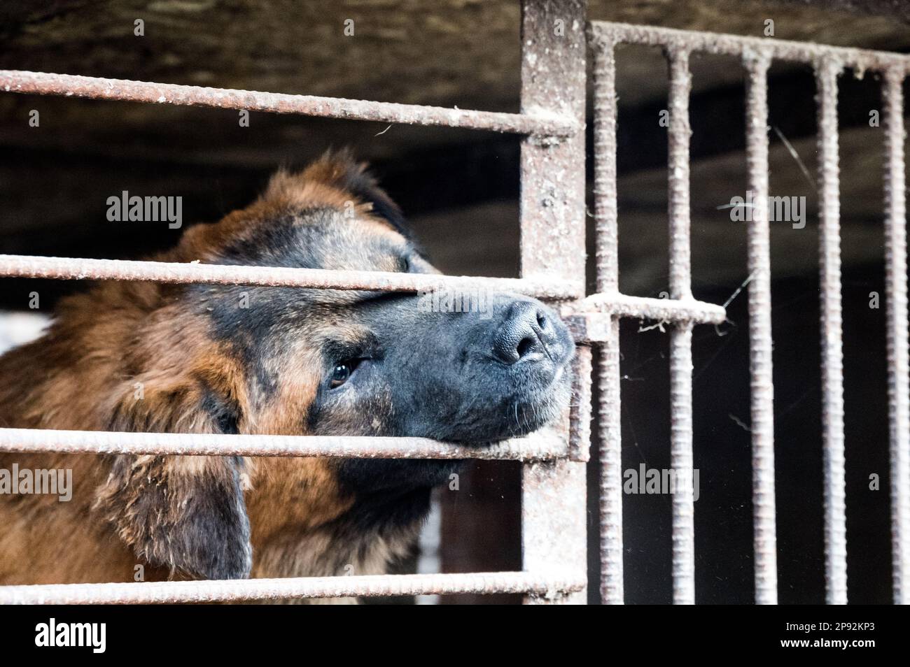 Asan, South Korea. 08th Mar, 2023. A dog pokes his nose out of a cage at a dog meat farm in Asan, South Korea, on Tuesday, March 7, 2023. The farm is closing as the dog meat trade continues to decline amid changing social attitudes and health concerns. Photo by Thomas Maresca/UPI Credit: UPI/Alamy Live News Stock Photo