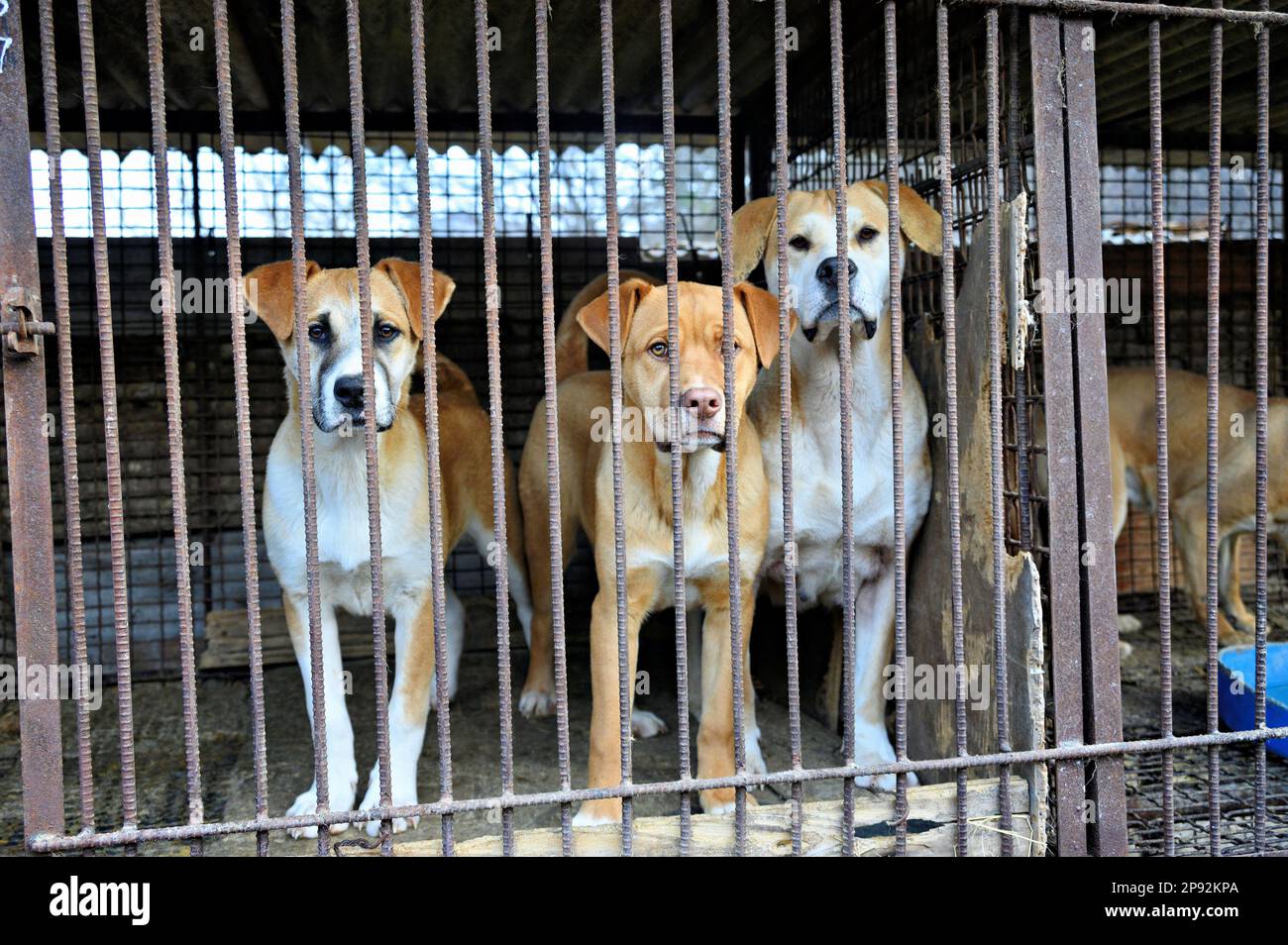 Asan, South Korea. 08th Mar, 2023. Dogs are shown locked in cages at a dog meat farm in Asan, South Korea, on Tuesday, March 7, 2023. The farm is closing as the dog meat trade continues to decline amid changing social attitudes and health concerns. Photo by Thomas Maresca/UPI Credit: UPI/Alamy Live News Stock Photo
