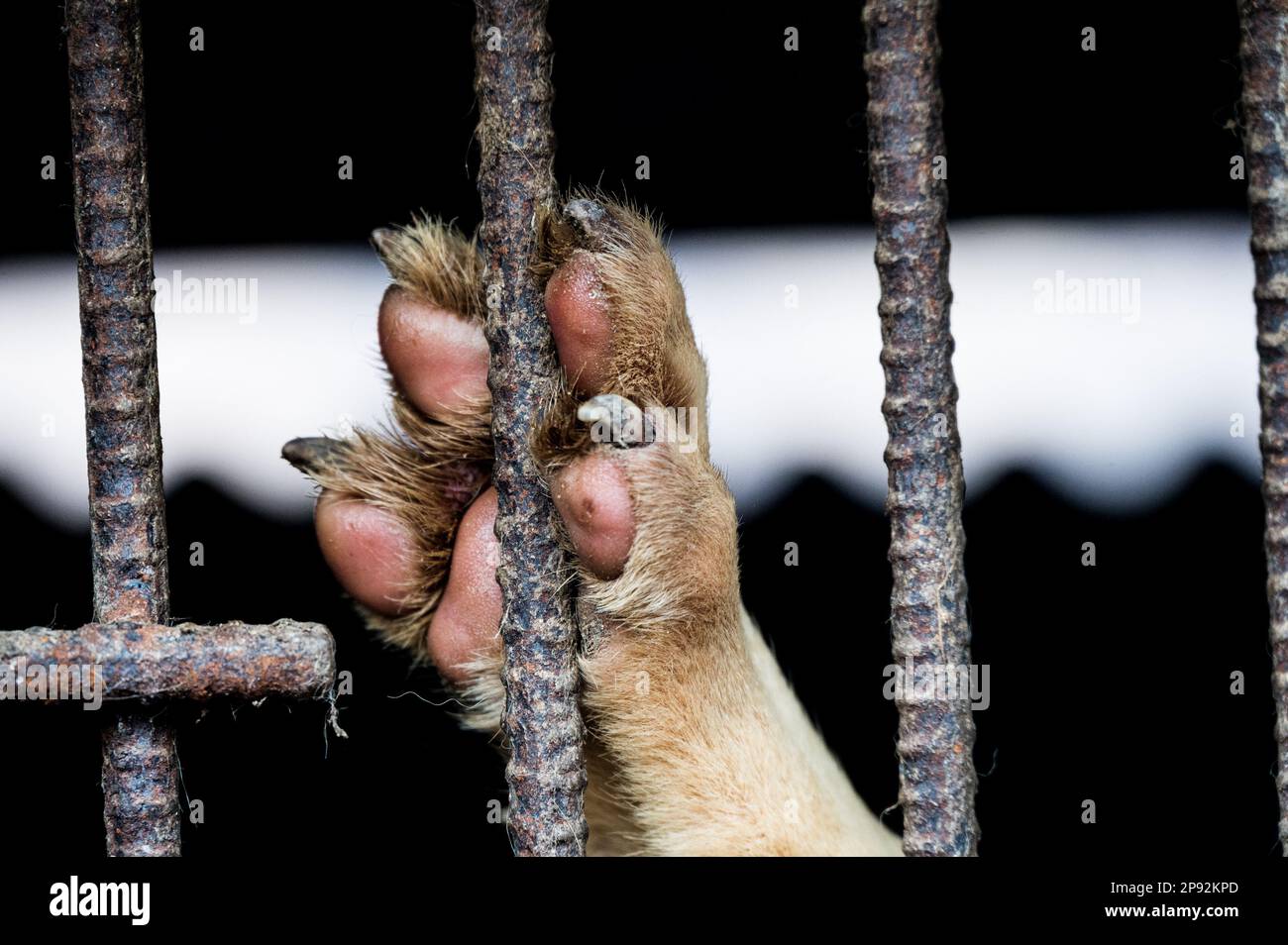 Asan, South Korea. 08th Mar, 2023. A dog's paw is seen on the bars of a filthy cage at a dog meat farm in Asan, South Korea, on Tuesday, March 7, 2023. The farm is closing as the dog meat trade continues to decline amid changing social attitudes and health concerns. Photo by Thomas Maresca/UPI Credit: UPI/Alamy Live News Stock Photo
