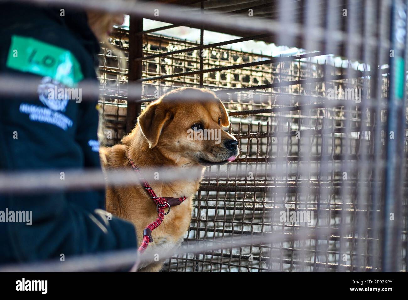 Asan, South Korea. 08th Mar, 2023. A dog and a rescue worker from Humane Society International are in a cage at a dog meat farm in Asan, South Korea, on Tuesday, March 7, 2023. The farm is closing as the dog meat trade continues to decline amid changing social attitudes and health concerns. Photo by Thomas Maresca/UPI Credit: UPI/Alamy Live News Stock Photo