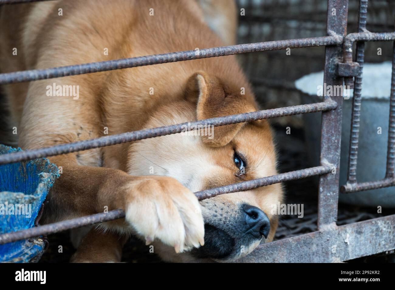 Asan, South Korea. 08th Mar, 2023. A dog pokes his nose out of a cage at a dog meat farm in Asan, South Korea, on Tuesday, March 7, 2023. The farm is closing as the dog meat trade continues to decline amid changing social attitudes and health concerns. Photo by Thomas Maresca/UPI Credit: UPI/Alamy Live News Stock Photo