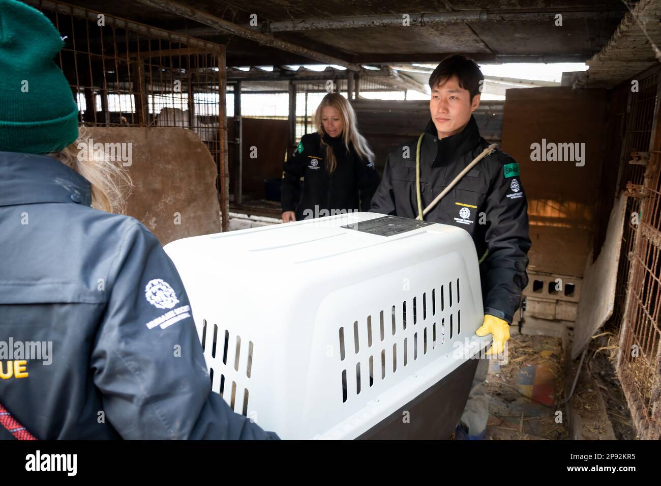 Asan, South Korea. 08th Mar, 2023. Sangkyung Lee and Lola Webber of Humane Society International carry a dog in a crate at a dog meat farm in Asan, South Korea, on Tuesday, March 7, 2023. The farm is closing as the dog meat trade continues to decline amid changing social attitudes and health concerns. Photo by Thomas Maresca/UPI Credit: UPI/Alamy Live News Stock Photo