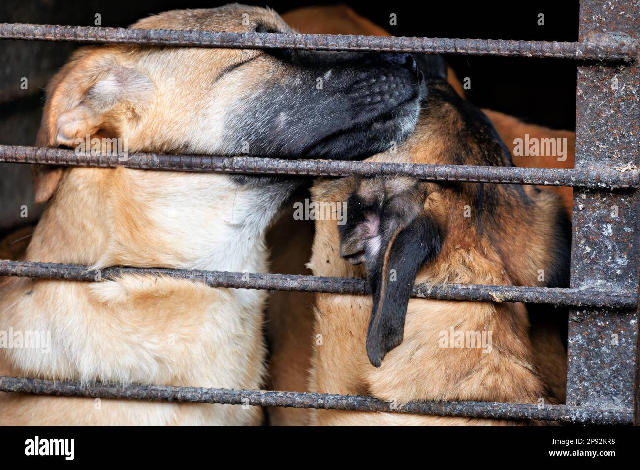 Asan, South Korea. 08th Mar, 2023. Dogs are shown pressed together in a cage at a dog meat farm in Asan, South Korea, on Tuesday, March 7, 2023. The farm is closing as the dog meat trade continues to decline amid changing social attitudes and health concerns. Photo by Thomas Maresca/UPI Credit: UPI/Alamy Live News Stock Photo