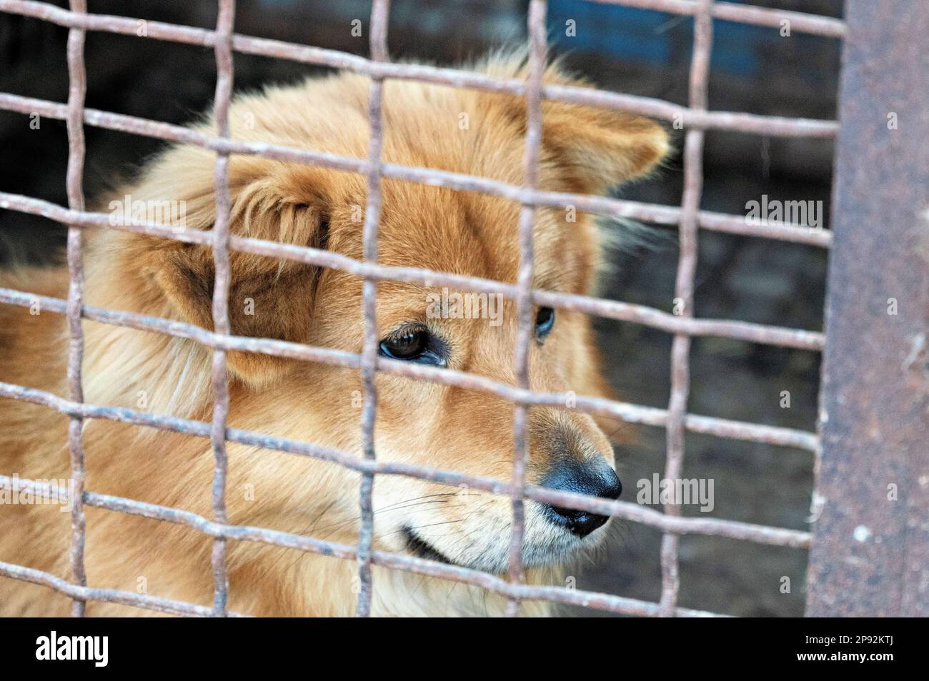 Asan, South Korea. 08th Mar, 2023. A dog is shown locked in a cage at a dog meat farm in Asan, South Korea, on Tuesday, March 7, 2023. The farm is closing as the dog meat trade continues to decline amid changing social attitudes and health concerns. Photo by Thomas Maresca/UPI Credit: UPI/Alamy Live News Stock Photo