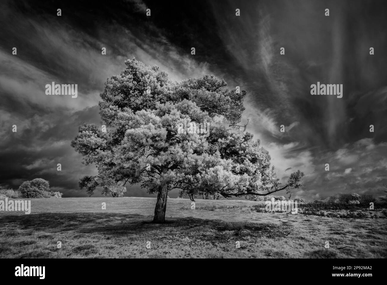 Autumn leaves reflecting heat under infrared light conditions and hence