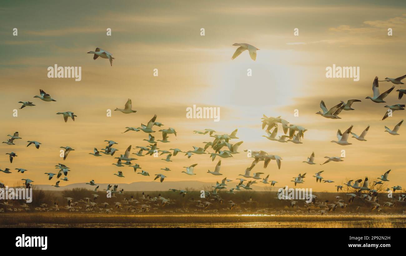 Geese flying in front of the sun hi-res stock photography and images ...