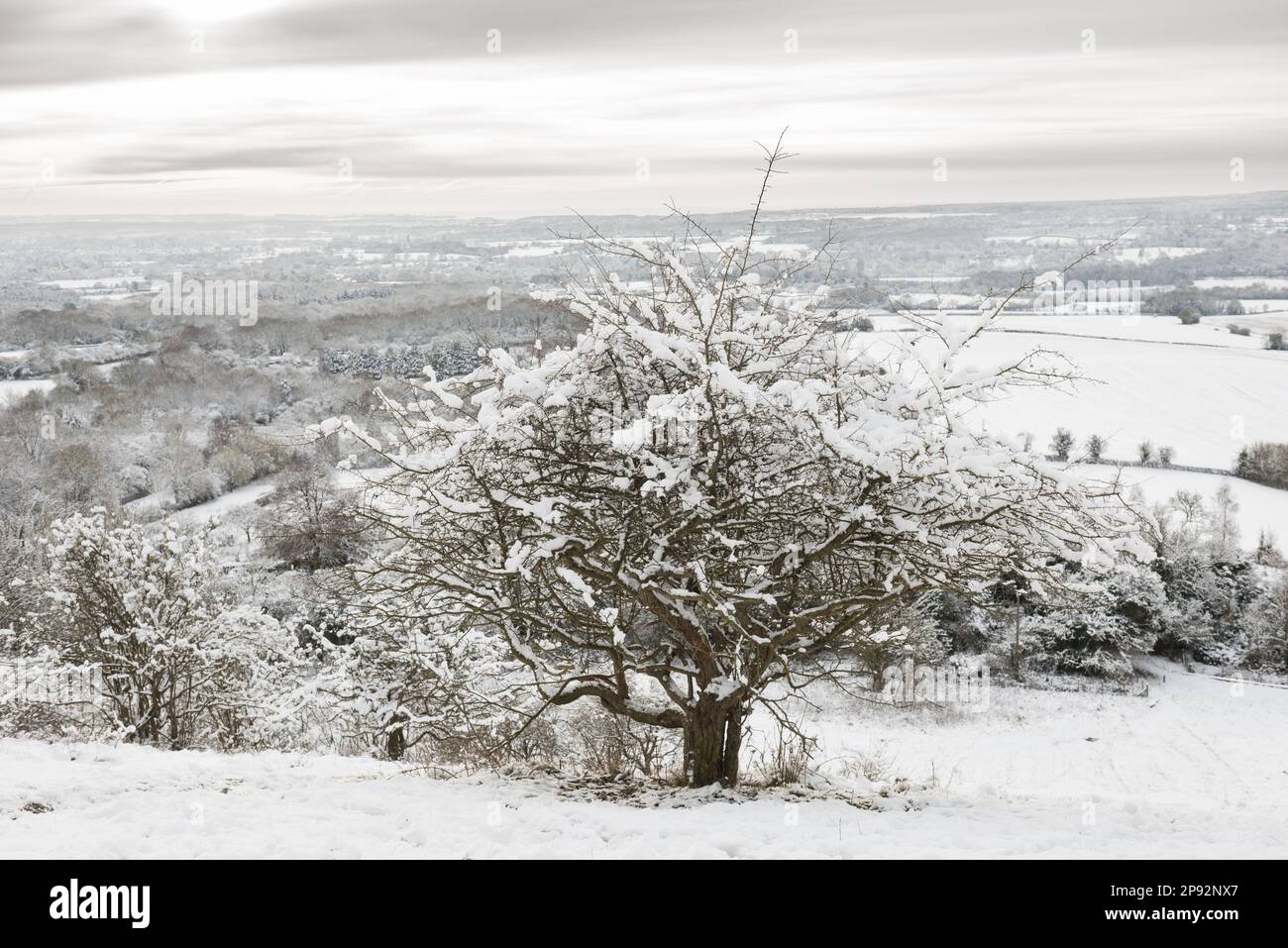 Top of North Downs at Vigo looking southwards towards Staplehurst and Bedgebury over freshly coated snowfall in Garden of Kent with hawthorn tree Stock Photo