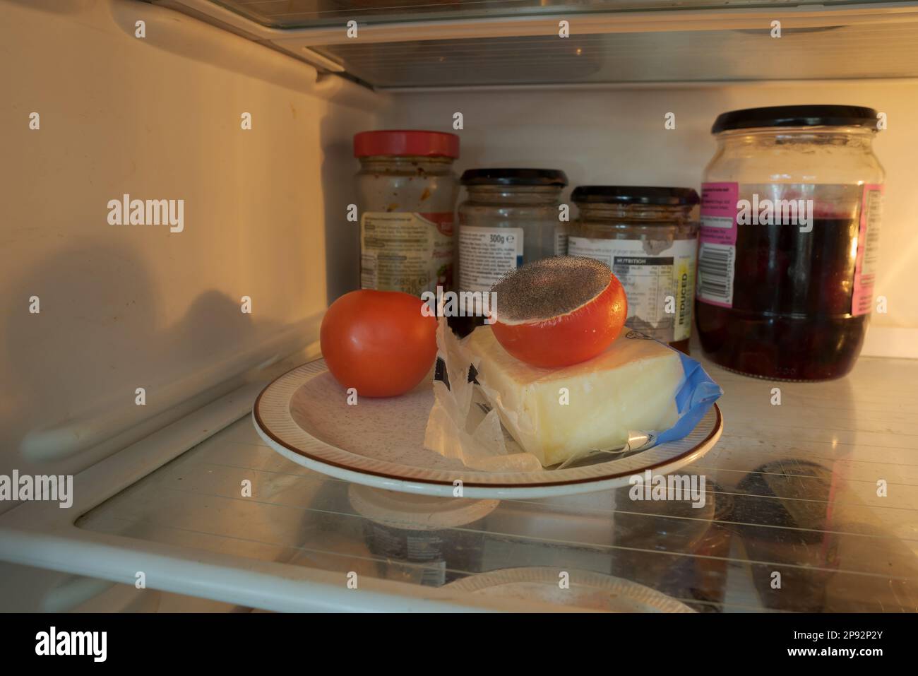 Forgotten food, tomato on a plate in fridge begins to decay having been infected by a pin mold most likely penicillin bacillus, lots of ripe spores Stock Photo